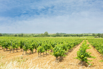 Fototapeta na wymiar Field of vines with orange sky and clouds