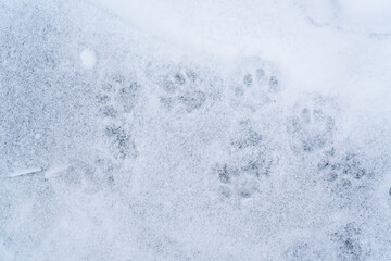 Obraz premium Cat tracks in the snow. Selective focus. High quality photo