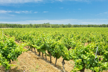 Fototapeta na wymiar Field of vines with blue sky and clouds