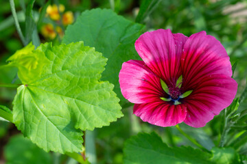 Blossom Of A Mallow