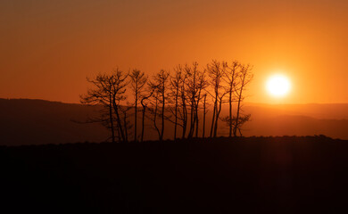 Fototapeta na wymiar Árvores secas ao pôr do sol quente hora dourada