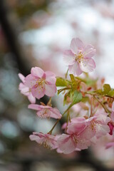 早春の桜