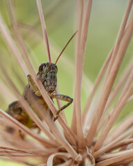 Saltamontes