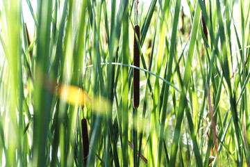 Growing near lake wild Typha as bulrush or reedmace, reed, cattail,or punks, cumbungi or bulrush,...