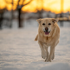 Labrador retriever dog walking and playing in a park with snow