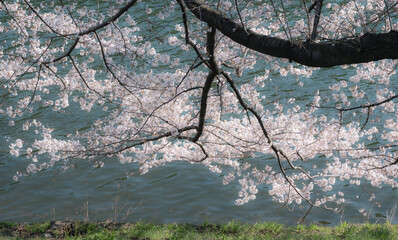 東京・皇居のお堀に咲く桜