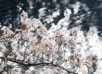 東京・皇居のお堀に咲く桜