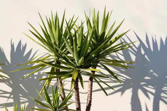 Green dracaena leaves and leaf shadow against a white wall.  Bright representative of the Drazenov family.