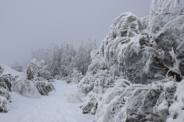 rando raquettes en Auvergne