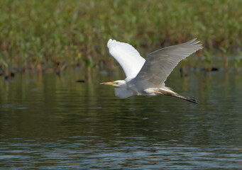 Fototapeta na wymiar Great Egret