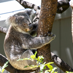 Koala Bear lazing on a Gum Tree