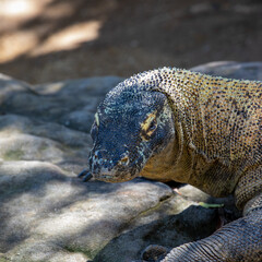 Large scaly Komodo dragon with black head