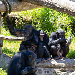 Chimpanzee Monkeys lazing around on a hot day
