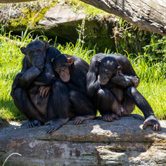Obraz na płótnie Canvas Chimpanzee Monkeys lazing around on a hot day