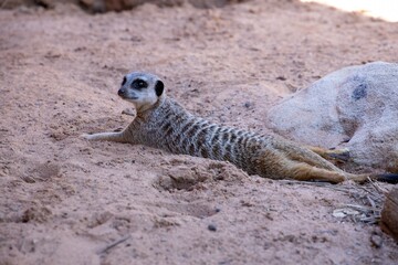 Cute big eyed meerkat on the lookout