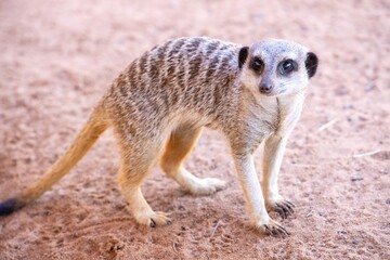 Fototapeta premium Cute big eyed meerkat on the lookout
