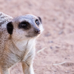 Fototapeta premium Cute big eyed meerkat on the lookout