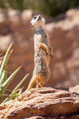 Cute big eyed meerkat on the lookout