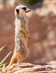 Cute big eyed meerkat on the lookout