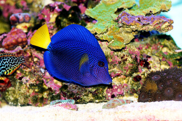 Zebrasoma xanthurum - Yellowtail purple tang fish