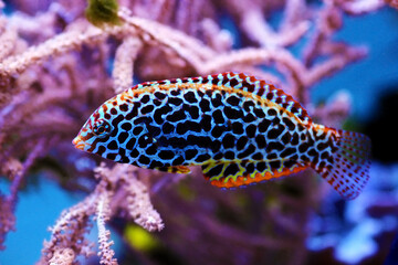 Blackspotted female Leopard wrasse fish
