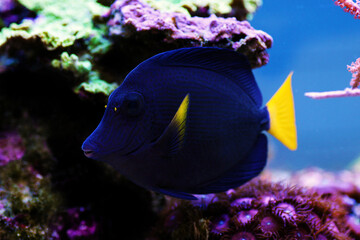 Fototapeta na wymiar Zebrasoma xanthurum - Yellowtail purple tang fish