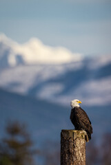 Portrait of majestic American bald eagle bird perched in front of snowy mountain background and blue sky in Pacific Northwest USA