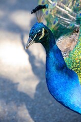 Obraz premium Beautiful multicoloured vibrant blue and green peacock 