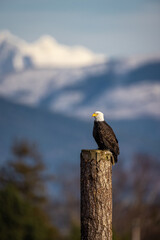 Portrait of majestic American bald eagle bird perched in front of snowy mountain background and blue sky in Pacific Northwest USA
