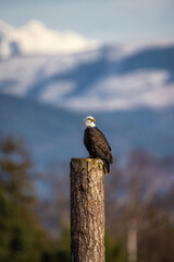Portrait of majestic American bald eagle bird perched in front of snowy mountain background and blue sky in Pacific Northwest USA