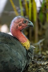 Wild turkey big glaring eyes and red neck in a sydney park