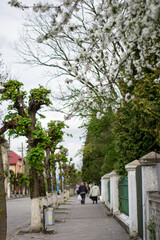 Fototapeta premium Flowers on the city streets