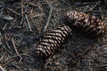 pinecone in the forrest , brown colours , autumn 