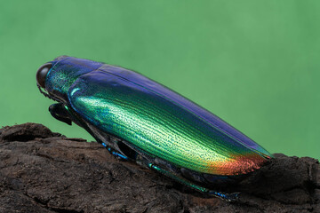 closeup of jewel beettle on a green leaf