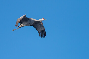 crane in flight