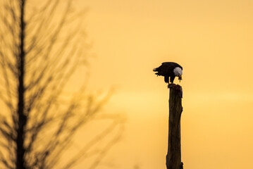 Naklejka premium Majestic American bald eagle bird perched on a tree eating carcass of bird during sunrise or sunset in Pacific Northwest USA