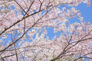 入来清浦ダム周辺　 青空を背景に満開の桜
