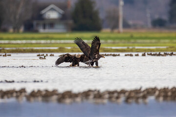 Two majestic American bald eagle birds fighting over fish at a grassy farm in Pacific Northwest USA