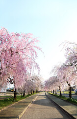 Obraz premium 喜多方 日中線 しだれ桜並木 