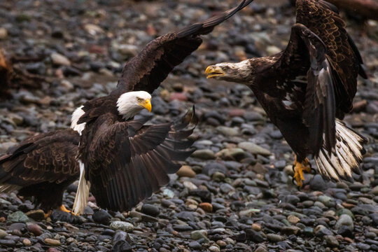 Multiple majestic American bald eagle birds fighting over carcass of salmon fish at a rocky river in Pacific Northwest USA