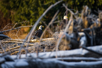 Two majestic American bald eagle birds perched on tree trunk rocky river in rainy Pacific Northwest USA