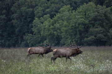 Two Bull Elk Compete During Rut