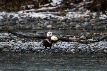 Two majestic American bald eagle birds eating salmon fish at a rocky river in rainy Pacific Northwest USA