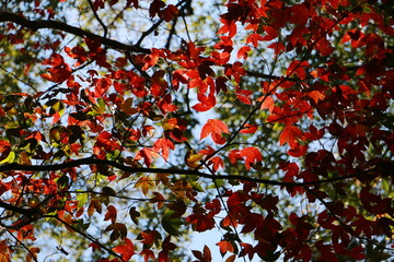 Red maple or Acer calcaratum leaves during Autumn with sunlight and blue sky, for background.