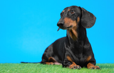 Cute obedient dachshund dog lies on artificial turf and carefully watching something while...