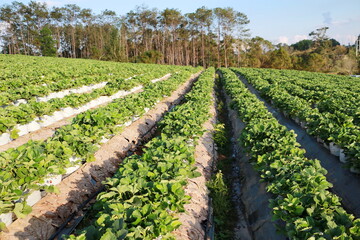 Fototapeta na wymiar Rows of fresh strawberries that are grown in garden.