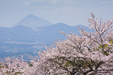 霧島市丸岡公園の満開のサクラと霧島連山
