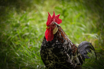 Portrait of a colourful rooster in a grass field
