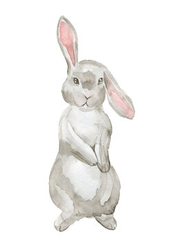 watercolor painting illustration bunny adorable rabbit isolated on a white background