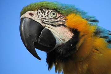Arara Canindé